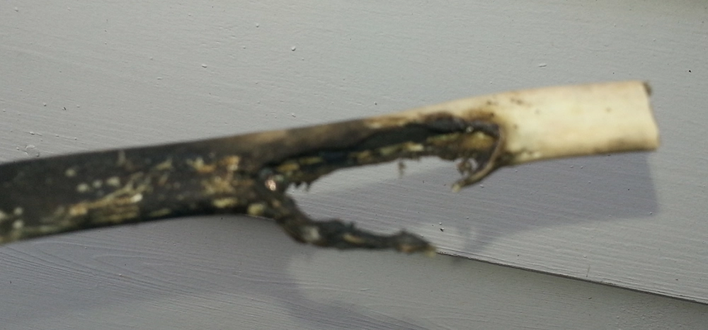 Burnt electrical wiring